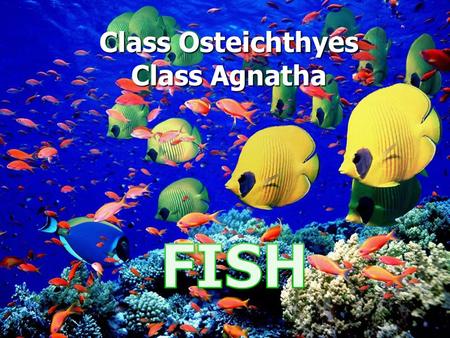 Class Osteichthyes Class Agnatha. FINS Dorsal (2): Stabilization Dorsal (2): Stabilization Pectoral (2): Steering & stopping Pectoral (2): Steering &