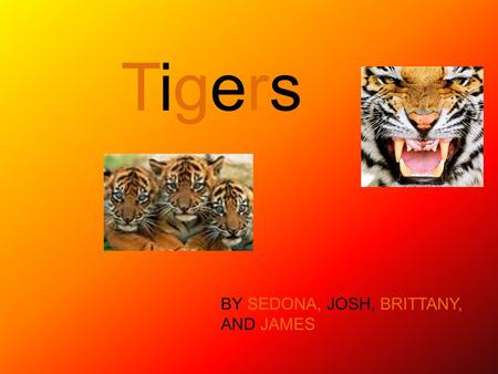 Tigers BY SEDONA, JOSH, BRITTANY, AND JAMES.
