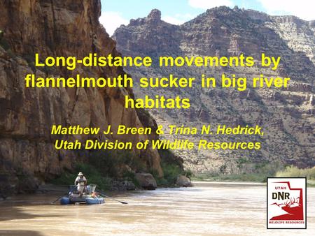 Long-distance movements by flannelmouth sucker in big river habitats Matthew J. Breen & Trina N. Hedrick, Utah Division of Wildlife Resources.