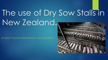 The use of Dry Sow Stalls in New Zealand. BY EMILY YOUNG AND HANNAH VAN DEN BRINK.