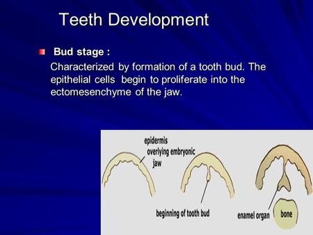 Teeth Development Bud stage :