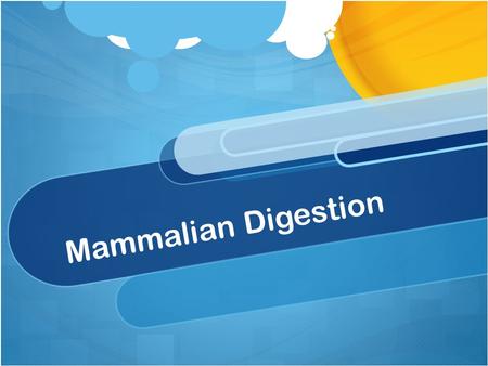 Mammalian Digestion.