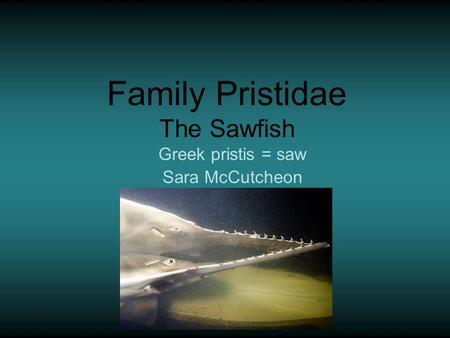 Family Pristidae The Sawfish Greek pristis = saw Sara McCutcheon.