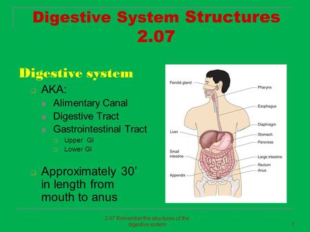 Digestive System Structures 2.07