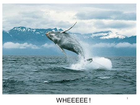 WHEEEEE ! Whale Evolution: Different Lines of Evidence