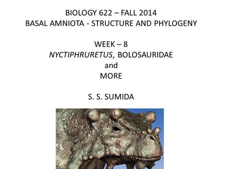 BIOLOGY 622 – FALL 2014 BASAL AMNIOTA - STRUCTURE AND PHYLOGENY WEEK – 8 NYCTIPHRURETUS, BOLOSAURIDAE and MORE S. S. SUMIDA.