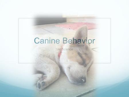 Canine Behavior Vet Science. How Dogs Communicate Vocalizations Body Postures Direct Contact Scents or Smells.