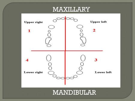 MAXILLARY MANDIBULAR. Universal Numbering SystemPalmer NotationFederation Dentaire.