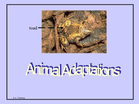 Mrs. Herman 2015 CHANGES OVER TIME. Evolution is the change over time in a  population of related organisms. WHAT IS BIOLOGICAL EVOLUTION? - ppt  download