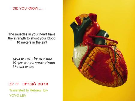 SABIAS QUE… The muscles in your heart have the strength to shoot your blood 10 meters in the air? DID YOU KNOW ….. האם ידעת ש? השרירים בליבך מסוגלים להעיף.