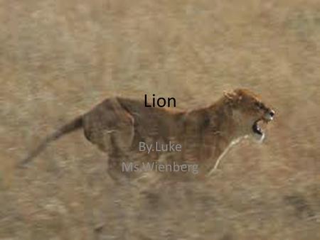 Lion By.Luke Ms.Wienberg.