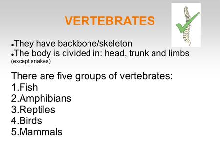 VERTEBRATES There are five groups of vertebrates: Fish Amphibians