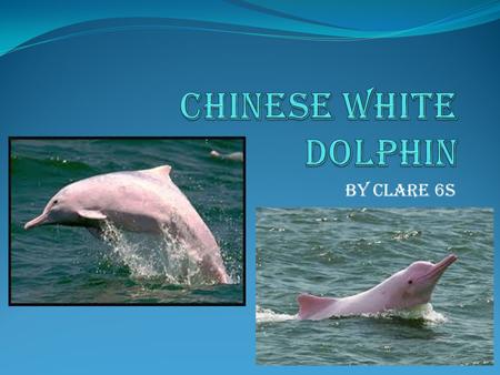 By Clare 6S. The white dolphins colour The Chinese White Dolphin is normally light grey or a whitish colour. The Chinese White Dolphin also can have a.
