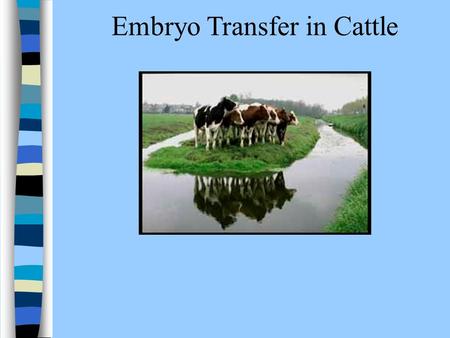 Embryo Transfer in Cattle