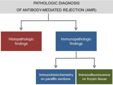 PATHOLOGIC DIAGNOSIS OF ANTIBODY-MEDIATED REJECTION (AMR) Histopathologic findings Immunopathologic findings Immunohistochemistry on paraffin sections.