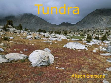 Tundra Alison Emmons.