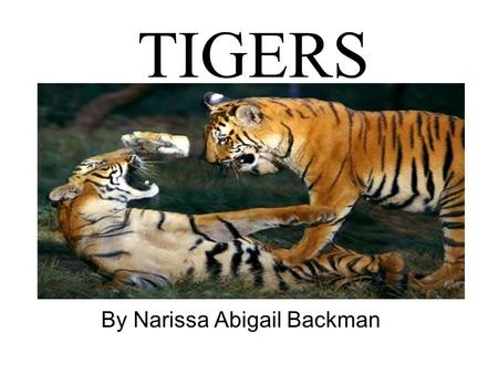TIGERS By Narissa Abigail Backman. Name three things?