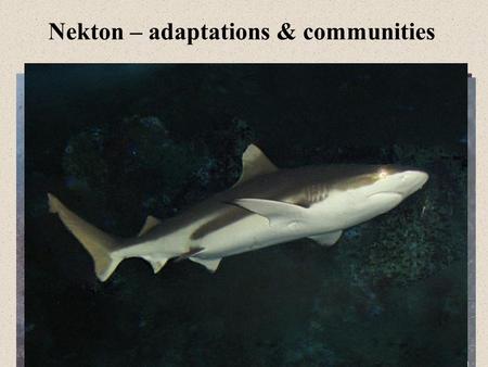 Nekton – adaptations & communities. Defense and Camouflage Large size: Most have few predators Camouflage: –Cryptic Body Shape (alteration of body shape)