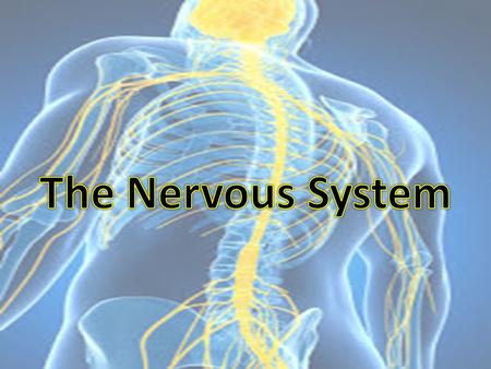 Biology and Behavior The Nervous System is our bodies “Blueprint”: – It gathers & processes information – Responds to stimuli – Coordinates the workings.