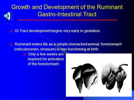 Growth and Development of the Ruminant Gastro-Intestinal Tract   GI Tract development begins very early in gestation.   Ruminant enters life as a.