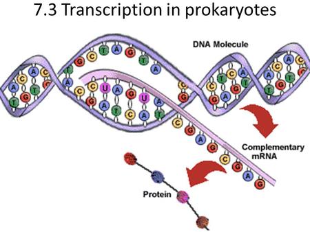 7.3 Transcription in prokaryotes. 7.3.1. State that transcription is carried out in a 5’→ 3’ direction. Nucleotides are added in the form of ribonucleoside.