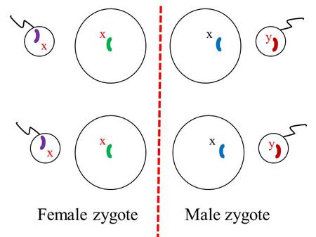 Xx x y Female zygoteMale zygote xx x y. Understand all the Key words. Describe how traits are produced in offspring. Briefly describe the origins of inheritance.