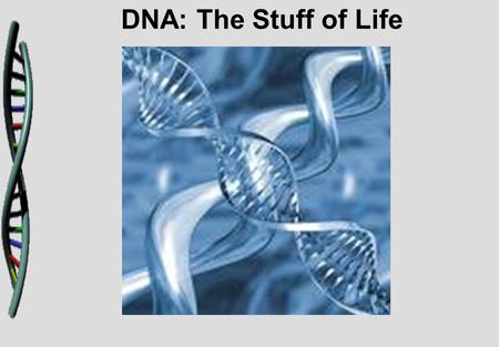 DNA: The Stuff of Life. Griffith and Transformation In 1928, British scientist Fredrick Griffith was trying to learn how certain types of bacteria caused.