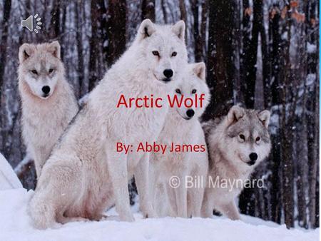 Arctic Wolf By: Abby James Structural Adaptations One structural adaptation of the Arctic Wolf is it’s white fur. This is an important adaptation because.