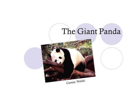 The Giant Panda Corrine Wolski. What we will learn about the panda! What the panda’s habitat is like Where the panda lives Baby pandas The panda diet.