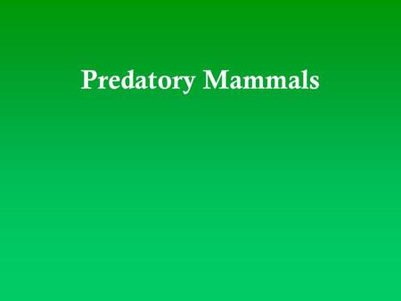 Predatory Mammals.  Mammals that kill and eat the other animals  Help out food chain by killing rather than starving overpopulated animals  Most are.