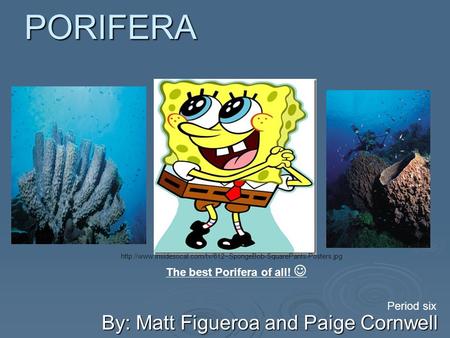PORIFERA By: Matt Figueroa and Paige Cornwell Period six The best Porifera of all!