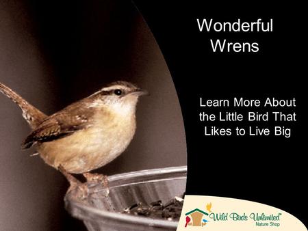 Learn More About the Little Bird That Likes to Live Big Wonderful Wrens.