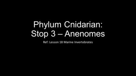 Phylum Cnidarian: Stop 3 – Anenomes Ref: Lesson 18 Marine Invertebrates.