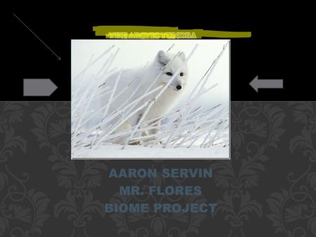 AARON SERVIN MR. FLORES BIOME PROJECT Arctic tundra is located in the northern hemisphere, encircling the north pole and extending south to the coniferous.