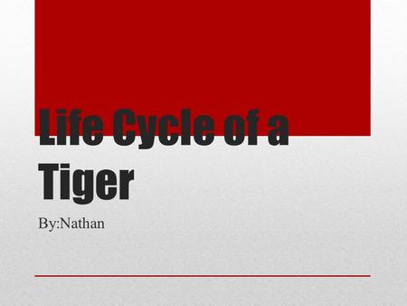 Life Cycle of a Tiger By:Nathan.