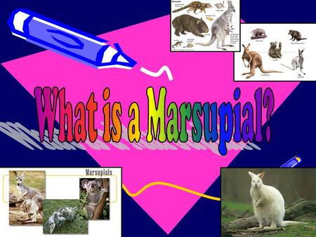 What is a Marsupial?.