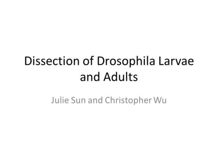 Dissection of Drosophila Larvae and Adults Julie Sun and Christopher Wu.