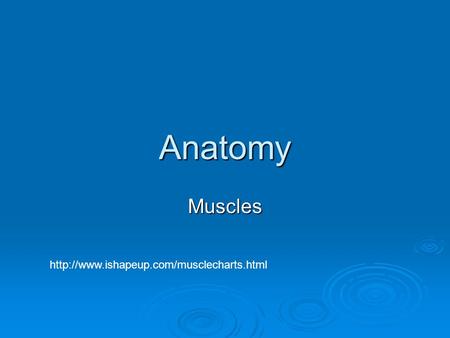 Anatomy Muscles http://www.ishapeup.com/musclecharts.html.