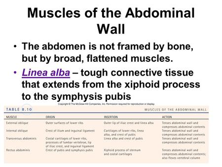 Muscles of the Abdominal Wall The abdomen is not framed by bone, but by broad, flattened muscles. Linea alba – tough connective tissue that extends from.