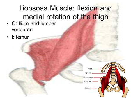 Iliopsoas Muscle: flexion and medial rotation of the thigh O: Ilium and lumbar vertebrae I: femur.