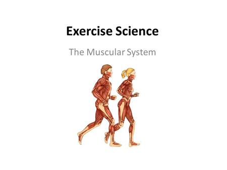 Exercise Science The Muscular System.