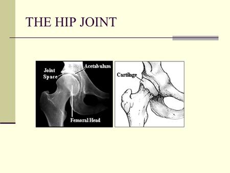 THE HIP JOINT.