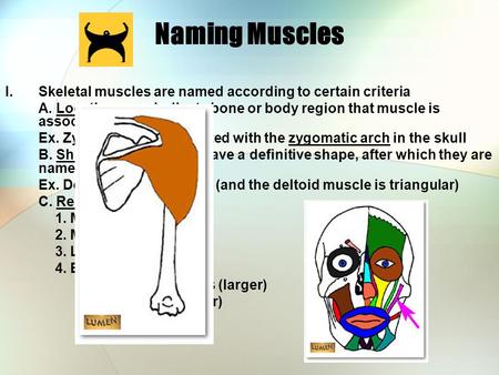 Naming Muscles Skeletal muscles are named according to certain criteria A. Location- may indicate bone or body region that muscle is associated with Ex.