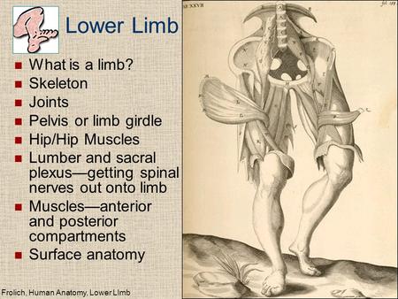 Lower Limb What is a limb? Skeleton Joints