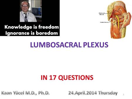 Lumbosacral plexus IN 17 QUESTIONS Kaan Yücel M.D., Ph.D.