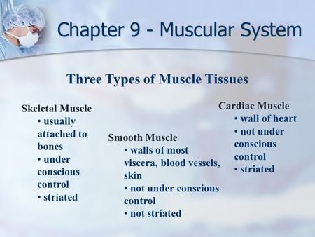Chapter 9 - Muscular System