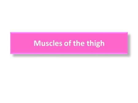 Muscles of the thigh.