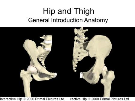 Hip and Thigh General Introduction Anatomy. Hip Joint Ball and Socket –Ball = Femoral Head –Socket = Formed by the three Pelvic Bones Socket called the.