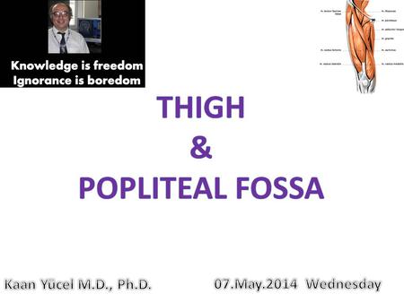 thigh & popliteal fossa