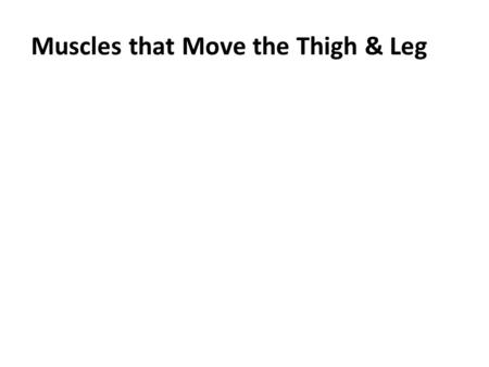 Muscles that Move the Thigh & Leg